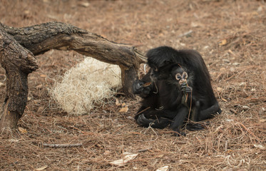 baby monkey eating while mother is protecting