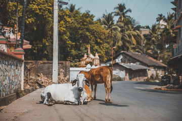 Kühe in Indien Stadt und Kultur streetlife