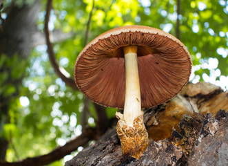 Mushroom in a tree