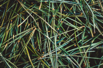 Bed of green pine needles decaying 