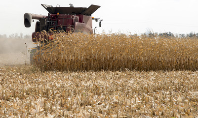 Fototapeta na wymiar Combine harvester on cornfield