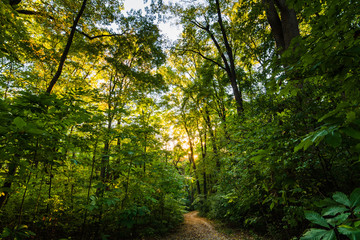 Fototapeta na wymiar Hiking trail through a green deciduous forest.