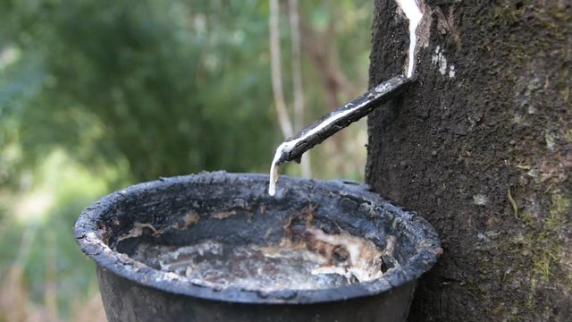 The latex is drop slowly trickle into the cup.After tapping the trunk, and then