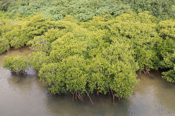 the mangrove forest in Okinawa