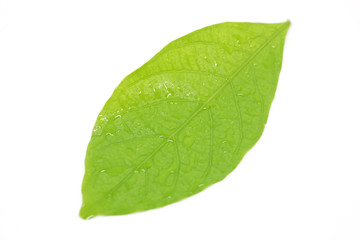 Fototapeta na wymiar green leaf isolate on white background
