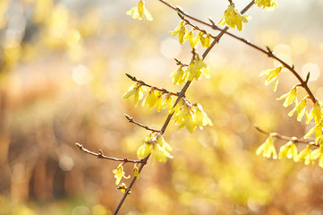 Beautiful spring flowers on shrubs - Forsythia.