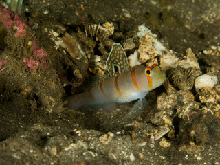 Randall's Shrimp Goby