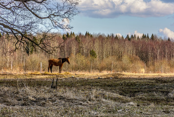 Early spring. Grazing on Pacbase emaciated during winter horses.