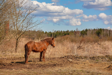 Early spring. Grazing on Pacbase emaciated during winter horses.