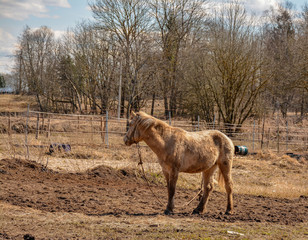 Early spring. Grazing on Pacbase emaciated during winter horses.