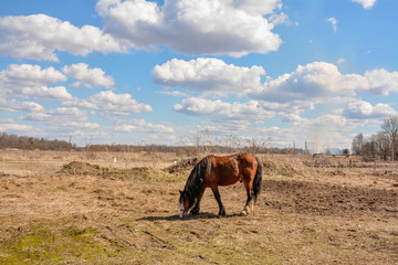 Early spring. Grazing on Pacbase emaciated during winter horses.