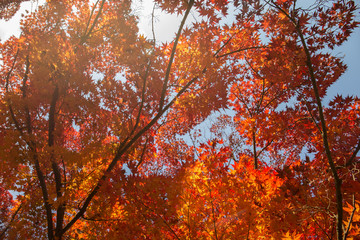 Japan autumn leaves