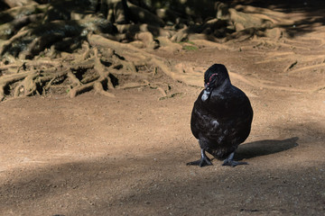 Black Duck taking a sun bath with the roots of a tree as a background.