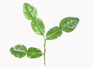 kaffir lime leaves on white background, this is a clipping path