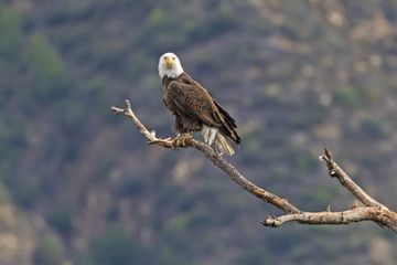 Eagle on tree limb perch over Los Angeles valley