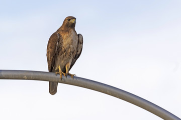 Hawk hunting from light pole perch