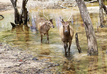 Индонезия. Олень в живой природе.