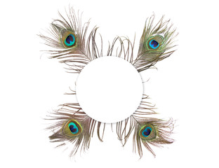 Obraz premium Peacock Styled Stock