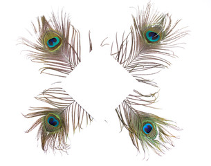 Obraz premium Peacock Styled Stock