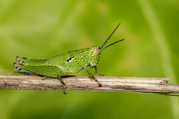 Image of green grasshopper (Acrididae) on dry branches. Insect Animal