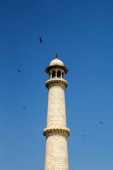 Close-up high detailed view of Taj Mahal minaret and birds flying over it
