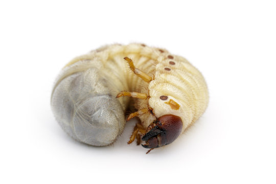 Image of grub worms, Coconut rhinoceros beetle (Oryctes rhinoceros), Larva on white background.