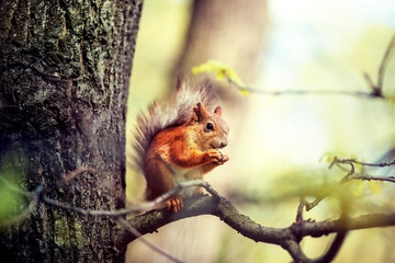 Obraz premium A small squirrel sits on a branch in the spring and gnaws a nutlet