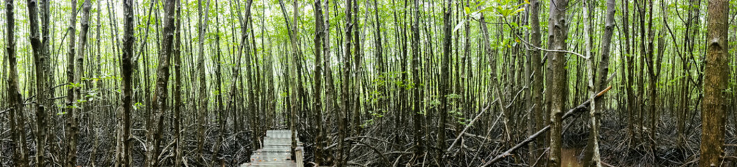 Fototapeta na wymiar mangrove forest after raining.