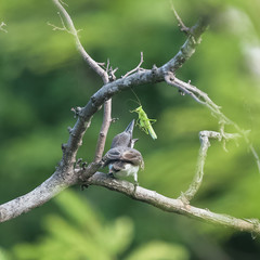 Grey Kingbird, bird eating a grasshopper on a branch
