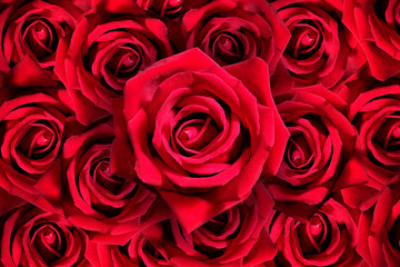 Natural red roses background detail and close up