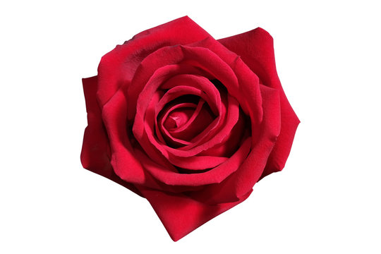 Natural red rose isolate on white background