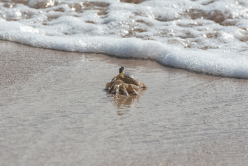Small crab on the shore, flow and ebb of the sea, Guadeloupe
