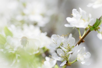 spring plum blossom white flowers