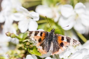 spring awakening of a butterfly
