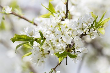 Obraz premium spring plum blossom white flowers