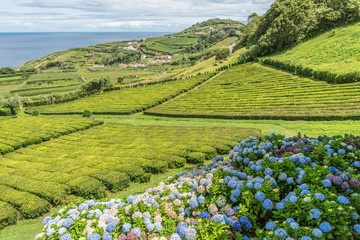 Tea plantations in Porto Formoso on the island of Sao Miguel, Portugal
