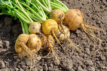 Fresh turnip lying on the ground