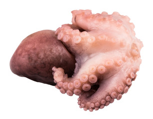 Small octopus isolated on white background. Close up