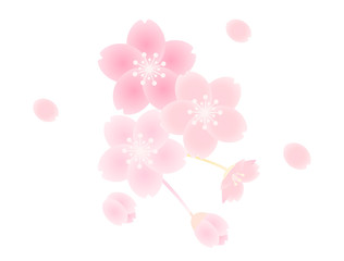 さくら6