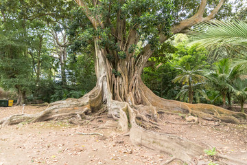 Fototapeta premium An old tree in Jardim Jose do Canto in Ponta Delgada on the island of Sao Miguel, Portugal