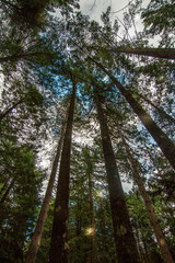Fototapeta premium Alberi
