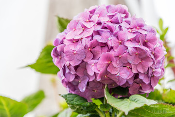 Obraz premium Close up of a pink Hortensia on the island of Sao Miguel in the Azores, Portugal