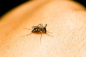 Closeup of mosquito on human skin. Selective focus and crop fragment.