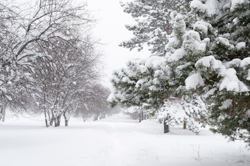 Fototapeta na wymiar Khabarovsk region blizzard in the Park of the city of Komsomolsk-on-Amur.