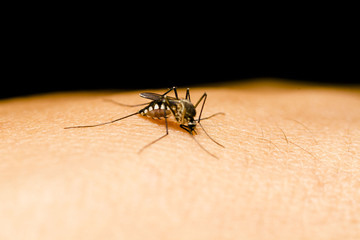 Closeup of mosquito on human skin. Selective focus and crop fragment.