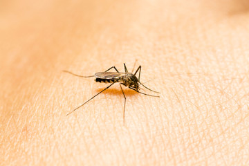 Closeup of mosquito on human skin. Selective focus and crop fragment.