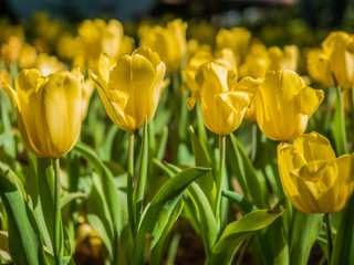 Obraz premium Yellow tulips in a tulip garden