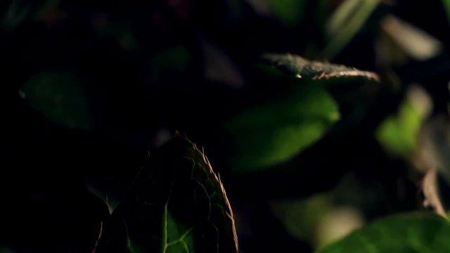 Azalea leaf close-up in the dark. HD video.
