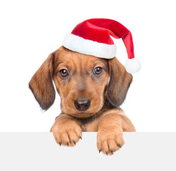 dachshund puppy in red santa hat above white banner. isolated on white background. Space for text