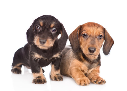 Two Dachshund puppies looking at camera. isolated on white background